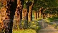 大象传媒app无需付费-探索大象传媒APP，免费娱乐的广阔天地